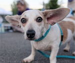 Small Photo #1 Chihuahua-Unknown Mix Puppy For Sale in Holly Springs, NC, USA