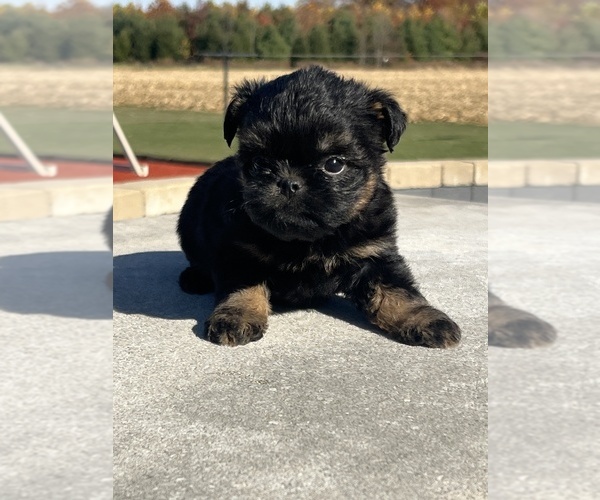Medium Photo #1 Brussels Griffon Puppy For Sale in NILES, MI, USA