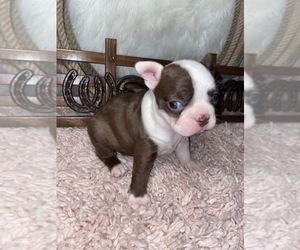 Boston Terrier Puppy for sale in NACOGDOCHES, TX, USA