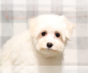 Maltipoo Puppy for sale in MARIETTA, GA, USA