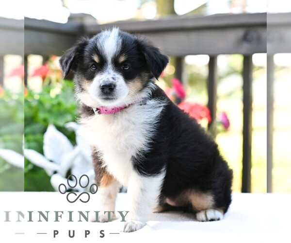 Medium Photo #3 Miniature Australian Shepherd Puppy For Sale in REBERSBURG, PA, USA