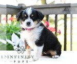Small #2 Miniature Australian Shepherd