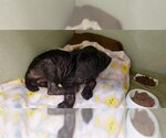 Small Photo #1 Labrador Retriever Puppy For Sale in Camarillo, CA, USA