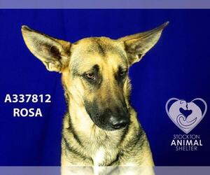 German Shepherd Dog Dogs for adoption in Stockton, CA, USA