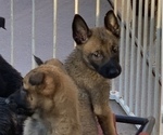 Small Photo #26 Belgian Malinois Puppy For Sale in HARKER HEIGHTS, TX, USA