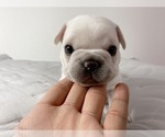 Small Photo #15 French Bulldog Puppy For Sale in STATEN ISLAND, NY, USA