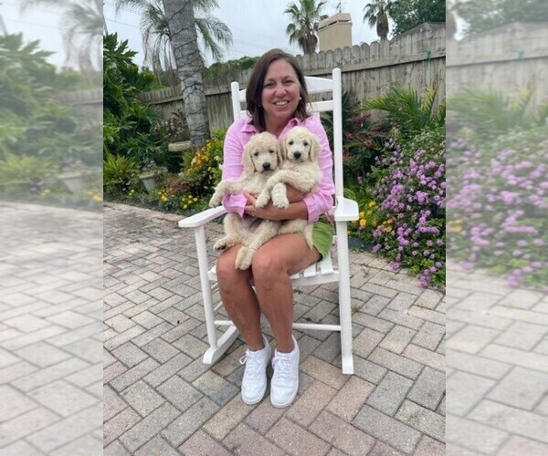 Medium Photo #4 Goldendoodle Puppy For Sale in ODESSA, FL, USA