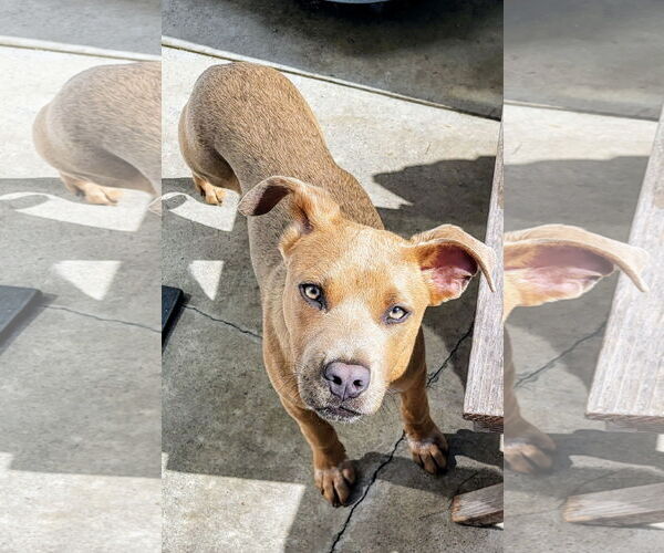 Medium Photo #6 American Staffordshire Terrier-Labrador Retriever Mix Puppy For Sale in Newport Beach, CA, USA