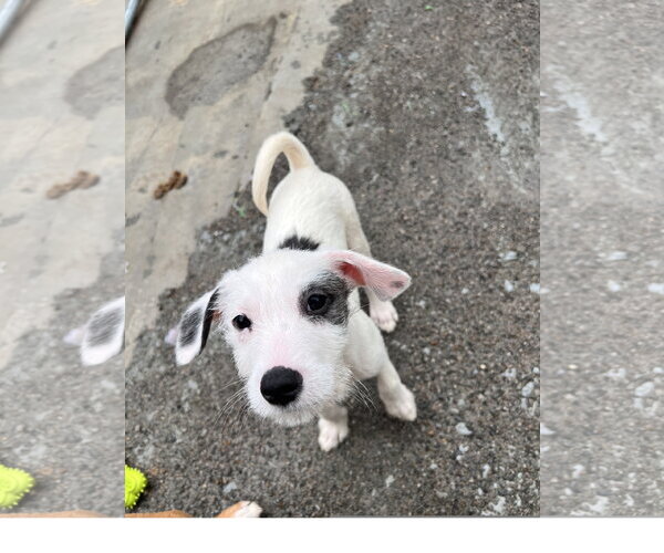 Medium Photo #1 Mutt Puppy For Sale in Tracy City, TN, USA