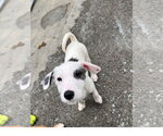 Small Mutt
