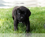 Small Photo #59 Cane Corso Puppy For Sale in WAKARUSA, IN, USA