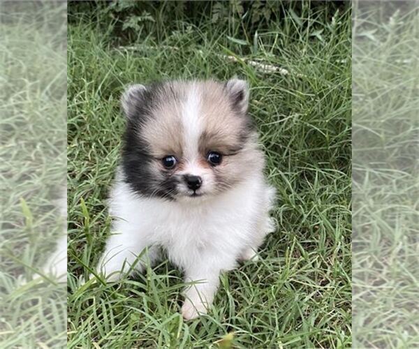 Medium Photo #1 Pomeranian Puppy For Sale in ADDISON, TX, USA