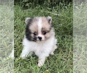 Pomeranian Puppy for sale in ADDISON, TX, USA