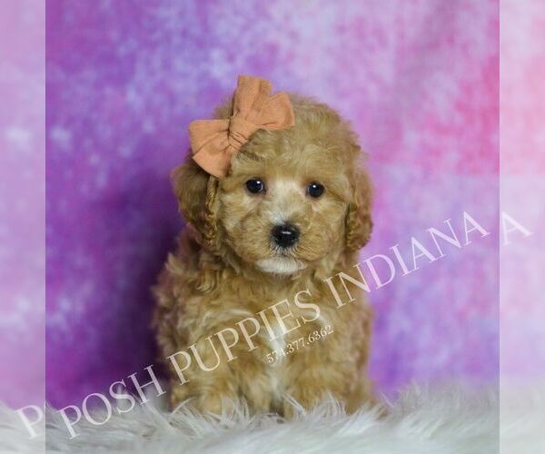 Medium Photo #60 Maltipoo (Miniature) Puppy For Sale in WARSAW, IN, USA