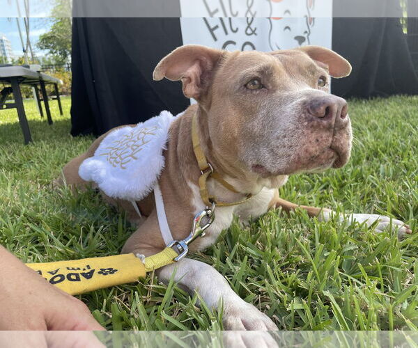 Medium Photo #1 American Pit Bull Terrier Puppy For Sale in Miami, FL, USA