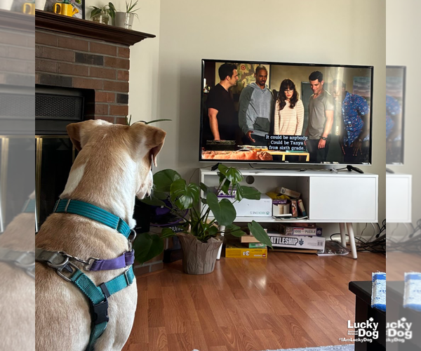 Medium Photo #12 Labrador Retriever-Retriever  Mix Puppy For Sale in Washington, DC, USA