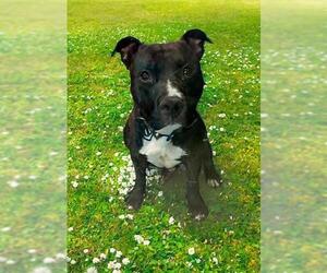 American Pit Bull Terrier-Unknown Mix Dogs for adoption in Las Vegas, NV, USA