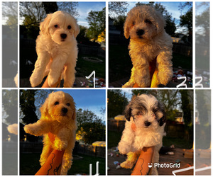 Bichon Frise-Poochon Mix Puppy for Sale in NORFOLK, Virginia USA