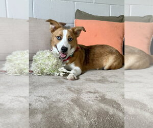 Mutt Dogs for adoption in San Leon, TX, USA
