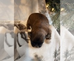 Small Photo #3 Shih Tzu Puppy For Sale in CADILLAC, MI, USA