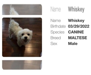 Maltese Puppy for sale in FAIRFIELD, IL, USA