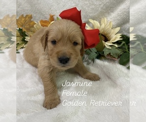 Medium Golden Retriever