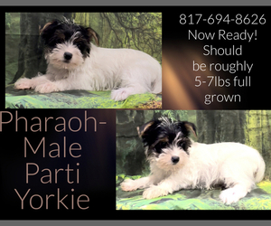 Yorkshire Terrier Puppy for Sale in AZLE, Texas USA