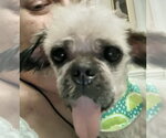 Small #3 Shih Tzu Mix