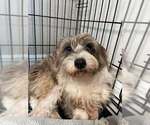 Small #1 Poodle (Miniature) Mix