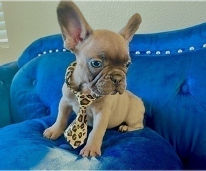 French Bulldog Puppy for sale in ATLANTA, GA, USA