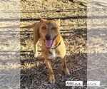 Small #10 Mutt