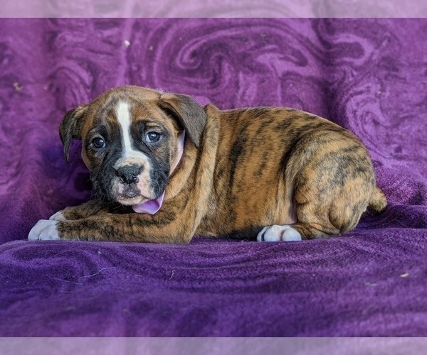 Medium Photo #2 Boxer Puppy For Sale in KIRKWOOD, PA, USA
