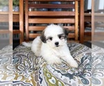 Maverick - Male Mal-Shi Puppy for Sale - Photo #3