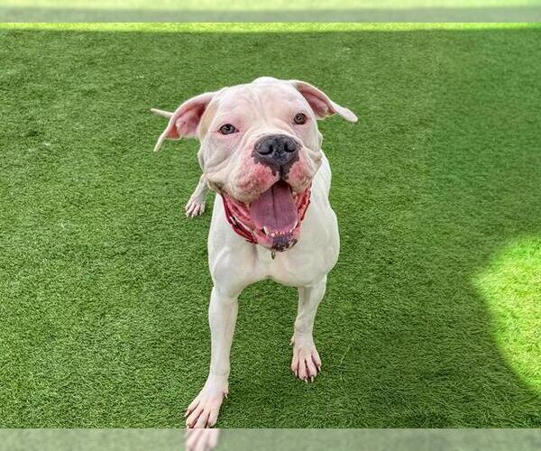 Medium Photo #2 Boxer-Unknown Mix Puppy For Sale in Orange, CA, USA