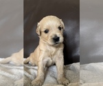 Puppy Dobby Goldendoodle