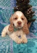 Small Photo #4 Cocker Spaniel Puppy For Sale in EDEN, PA, USA