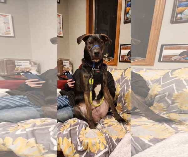 Medium Photo #9 Shepradors Puppy For Sale in Princeton, MN, USA