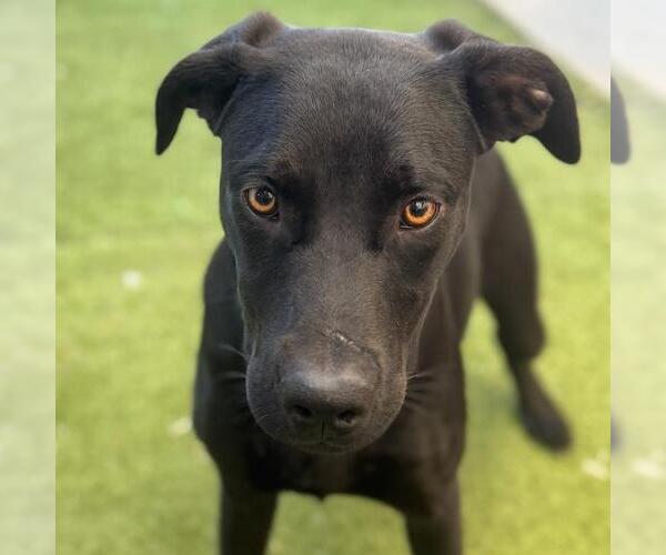 Medium Photo #2 Labrador Retriever-Unknown Mix Puppy For Sale in San Diego, CA, USA