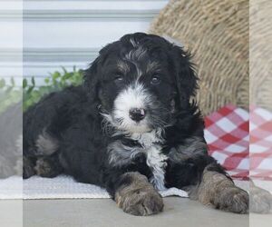 Bernedoodle (Miniature) Puppy for sale in NEW PROVIDENCE, PA, USA
