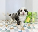 Small #3 Miniature Bernedoodle