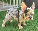 Small French Bulldog