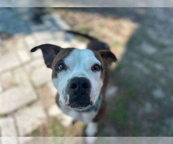 Medium Photo #2 Boxer Puppy For Sale in Ocala, FL, USA