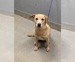 Small Labrador Retriever Mix
