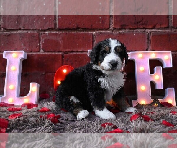 Medium Photo #22 Bernedoodle Puppy For Sale in ELMWOOD, IL, USA