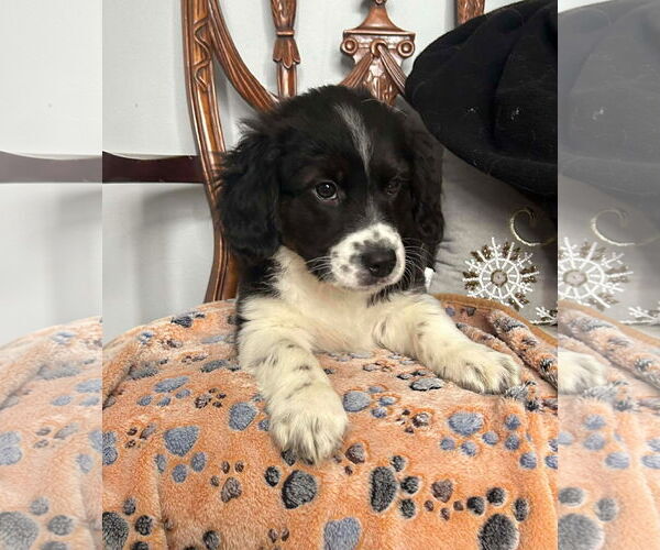 Medium Photo #2 Beagle-Border Collie Mix Puppy For Sale in Mechanicsburg, PA, USA