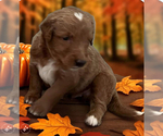 Puppy Biscuit Goldendoodle