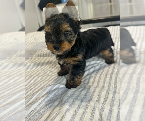 Medium Photo #3 Yorkshire Terrier Puppy For Sale in WEST HARTFORD, CT, USA