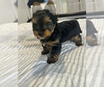 Small #2 Yorkshire Terrier