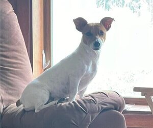 Mother of the Jack Russell Terrier puppies born on 04/12/2025