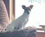 Small Photo #1 Jack Russell Terrier Puppy For Sale in LEDBETTER, TX, USA